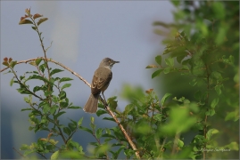 <p>PĚNICE VLAŠSKÁ (Sylvia nisoria) Dolní Podluží ---- /Berred warbler - Sperbergerasmücke/</p>